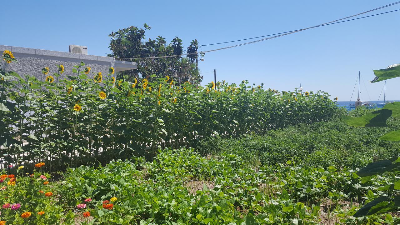 Eleni Studios Kos Bagian luar foto