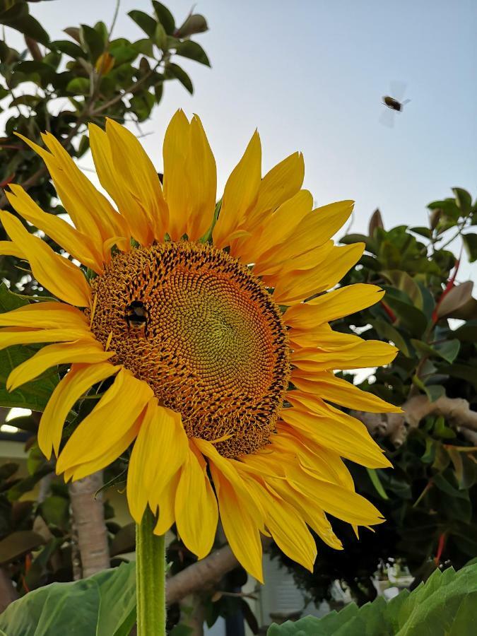 Eleni Studios Kos Bagian luar foto